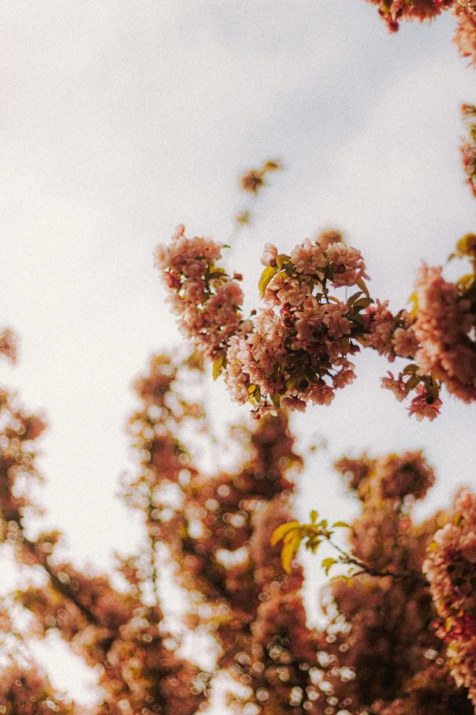 a bunch of pink flowers on a tree, by Niko Henrichon, unsplash, skies, soft aesthetic, brown, full frame image