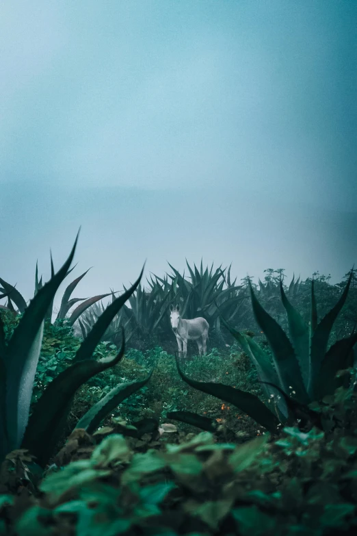 a white horse standing on top of a lush green field, an album cover, by Elsa Bleda, pexels contest winner, mexico city, foggy jungle, alien plants and animals, overcast