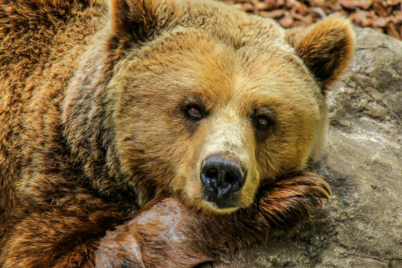 a large brown bear laying on top of a rock, a portrait, pexels contest winner, renaissance, avatar image, goldilocks, full face, 2045