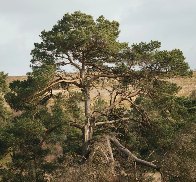 a giraffe standing next to a tree in a field, an album cover, unsplash, renaissance, beautiful pine tree landscape, nothofagus, standing on a cliffside, caledonian forest