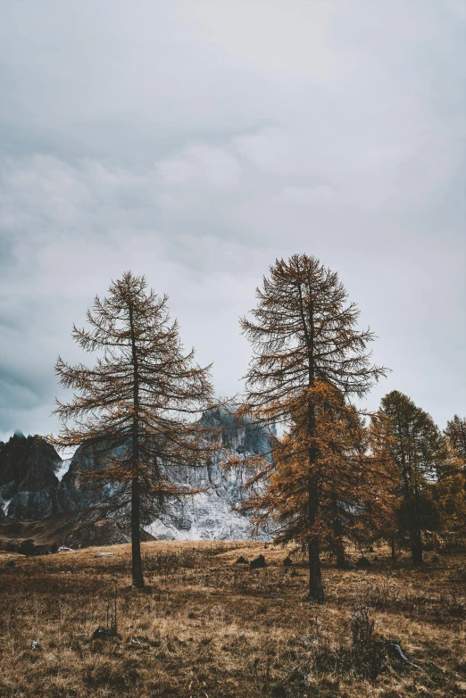 a couple of trees sitting on top of a grass covered field, by Sebastian Spreng, unsplash contest winner, lago di sorapis, dark grey and orange colours, medium format, tall pine trees