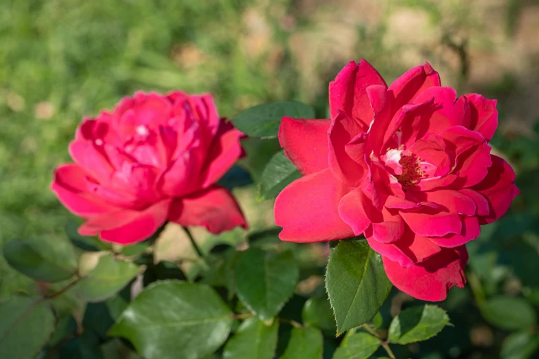 a couple of red roses sitting on top of a lush green field, ‘luca’, fragrant plants, award - winning, vibrant shading