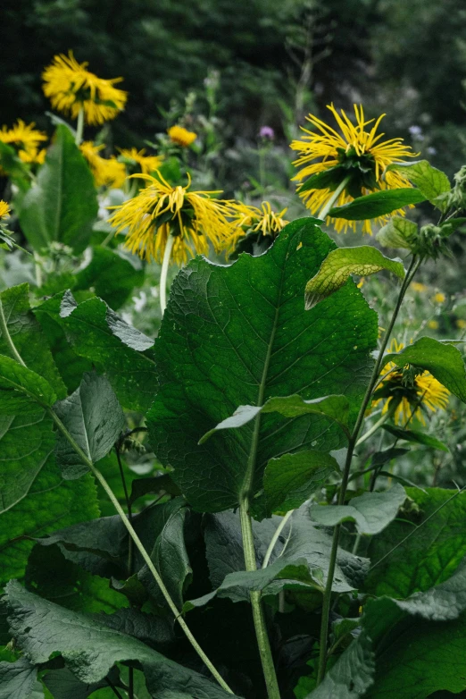 a bunch of yellow flowers sitting on top of a lush green field, big leaves and stems, coxcomb, celestial gardens, slide show