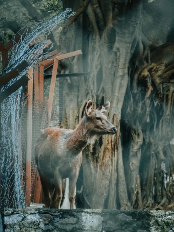 a deer standing on top of a rock next to a tree, by Elsa Bleda, pexels contest winner, sumatraism, covered with cobwebs and dust, museum quality photo, the empress’ hanging, a goat