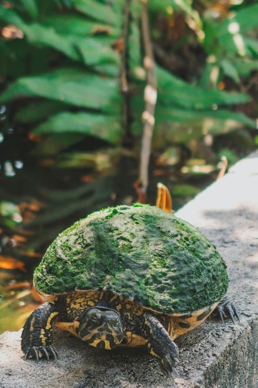 a turtle sitting on top of a rock next to a body of water, sumatraism, vicious snapping alligator plant, instagram post, giant crab, exterior shot