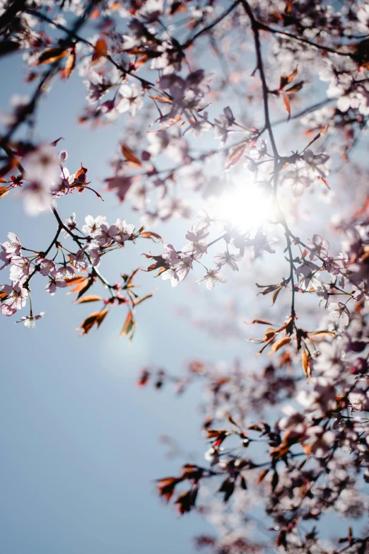 the sun shines through the branches of a cherry tree, by Niko Henrichon, trending on unsplash, light and space, clear blue skies, flowers, paul barson, 2019 trending photo