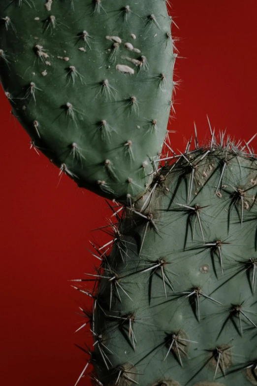 a close up of a cactus plant on a red background, an album cover, pexels contest winner, two arms that have sharp claws, background image, thorns, film photo