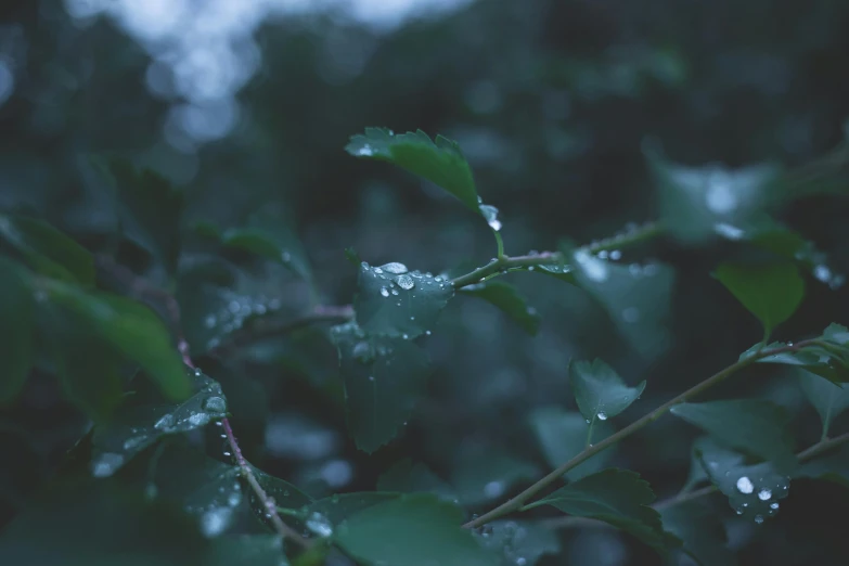 a close up of a leaf with water droplets on it, inspired by Elsa Bleda, unsplash, romanticism, branches, low quality photo, thick bushes, alessio albi