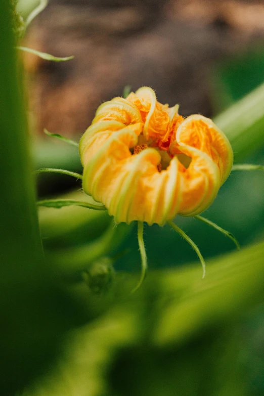 a close up of a flower on a plant, hastur, carefully crafted, orange yellow, looking towards camera