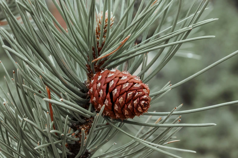 a close up of a pine cone on a pine tree, unsplash, 🦩🪐🐞👩🏻🦳, wyoming, detailed trees in bloom, multiple stories