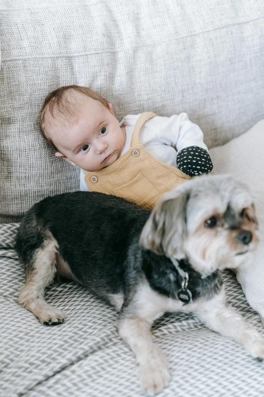 a baby and a dog on a couch, pexels contest winner, australian, looking to the right, grey, head to waist