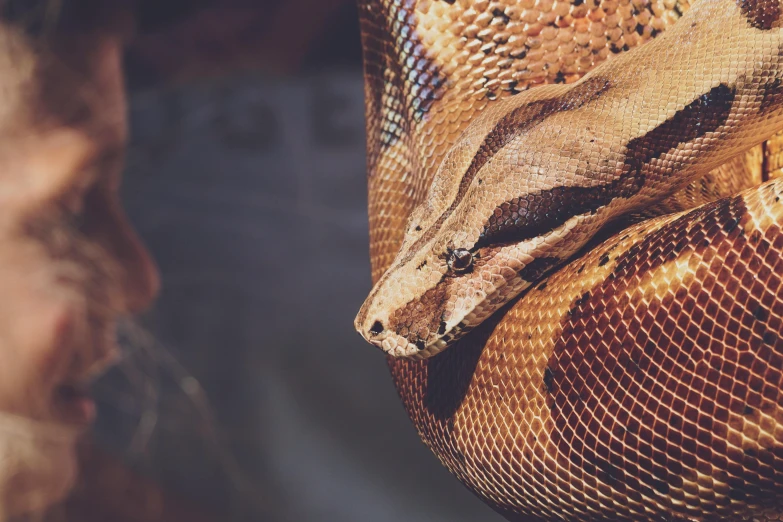 a close up of a snake on a mesh bag, trending on pexels, hyperrealism, brown, a python programmer's despair, snake van, 🦩🪐🐞👩🏻🦳