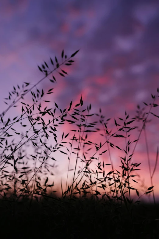 a couple of tall grass sitting on top of a lush green field, inspired by Chris Friel, trending on pexels, romanticism, purple sunset, pink, seeds, sunset with falling leaves