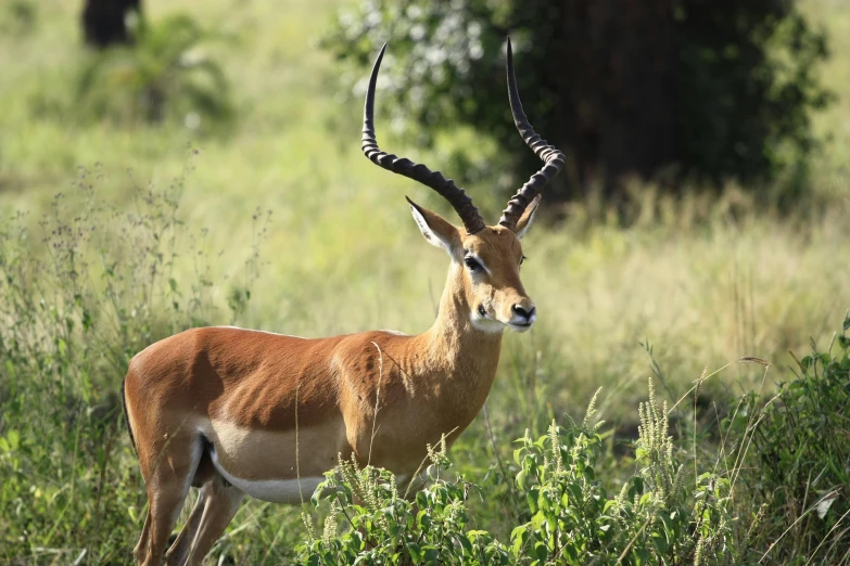 a large antelope standing on top of a lush green field, pexels contest winner, hurufiyya, 2 5 6 x 2 5 6 pixels, sharandula, a handsome