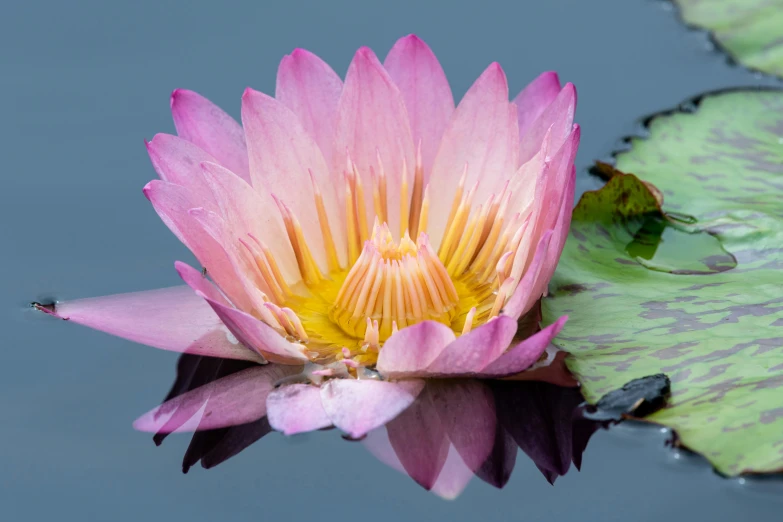 a pink flower floating on top of a body of water, pink and yellow, mystical kew gardens, fan favorite, facing front