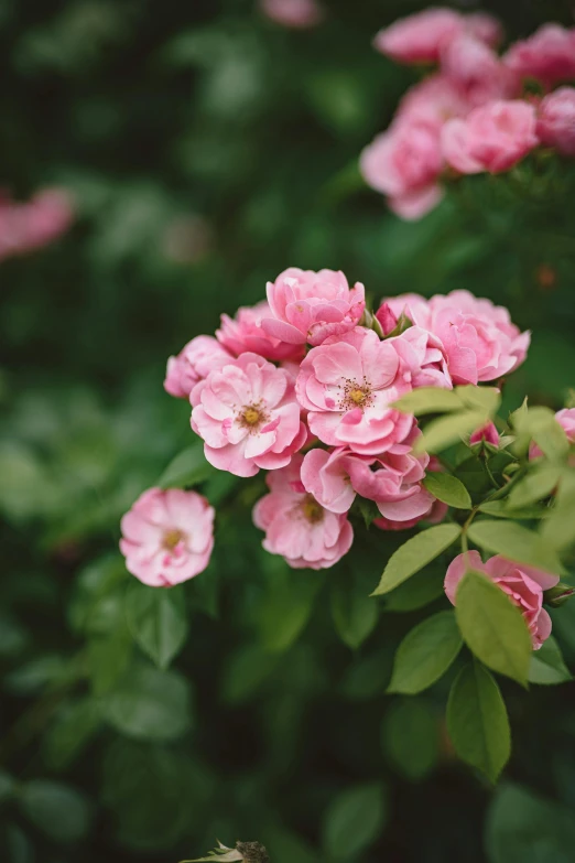 a bunch of pink flowers with green leaves, by Kristin Nelson, unsplash, medium format. soft light, rose garden, wisconsin, do
