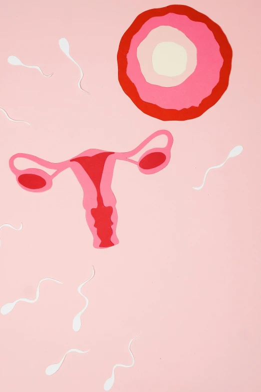 a painting of a uterus on a pink background, middle close up, risographic, courtesy of moma, medical image