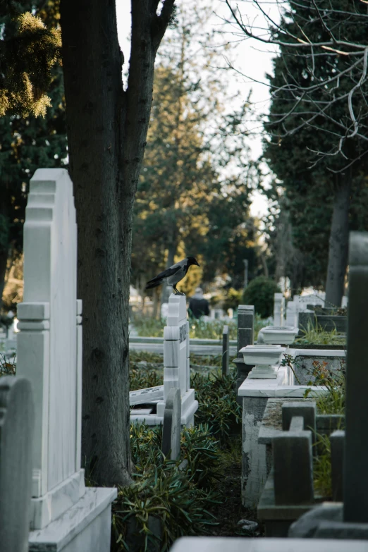 a cemetery filled with lots of tombstones and trees, a marble sculpture, unsplash, renaissance, crows, color photograph, san francisco, profile image