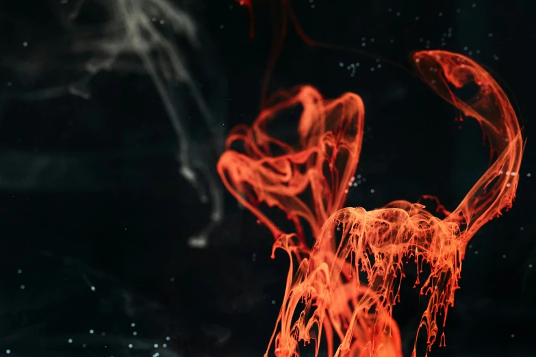 a close up of a fire with smoke coming out of it, a microscopic photo, pexels, abstract expressionism, red webs, dark orange black white red, poison dripping, a still of an ethereal