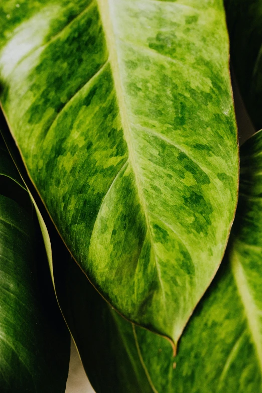 a close up of a plant with green leaves, highly polished, vibrant patterns, highly upvoted, speckled