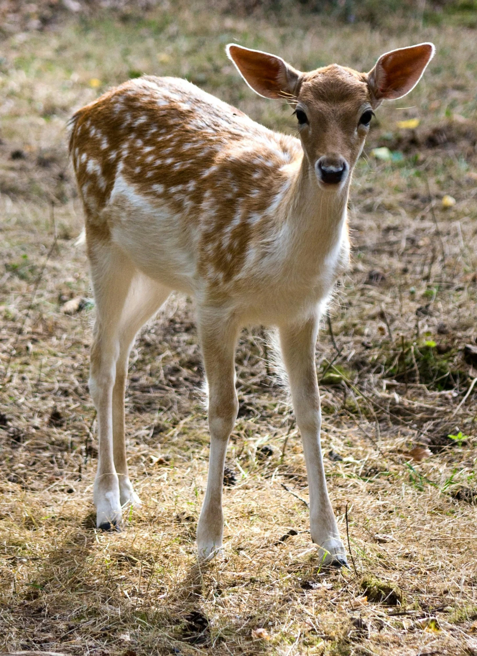 a young deer standing on top of a grass covered field, pexels, white with chocolate brown spots, tall thin, a blond, fauns