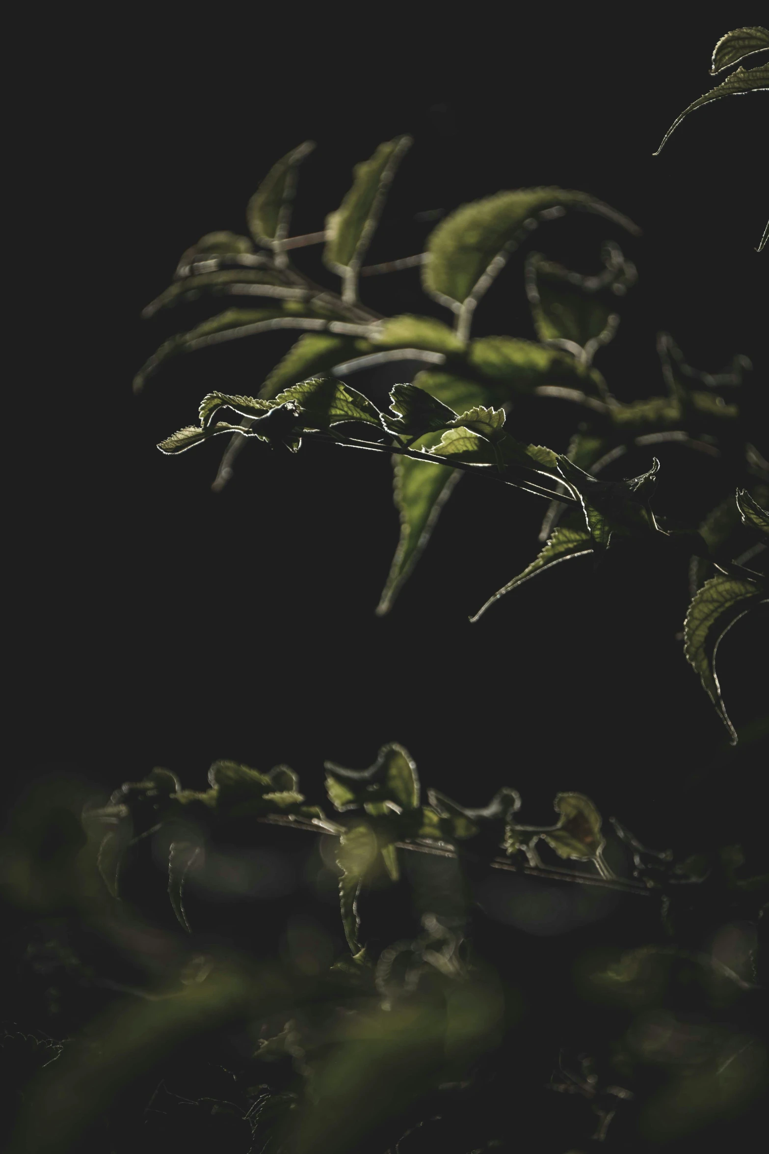 a bird sitting on top of a tree branch, an album cover, inspired by Elsa Bleda, unsplash, australian tonalism, green vines, against a deep black background, detail shot, nighttime