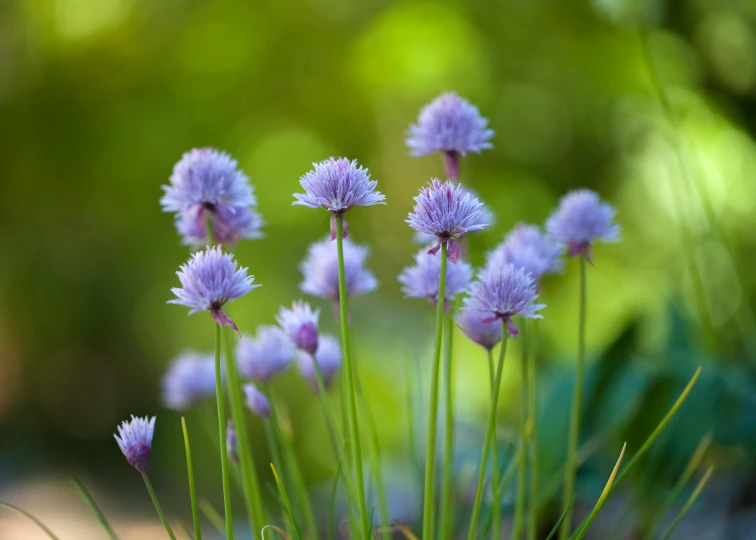 a group of purple flowers sitting on top of a lush green field, by Helen Stevenson, unsplash, 300mm telephoto bokeh, pale blue, herbs, surrounding onions