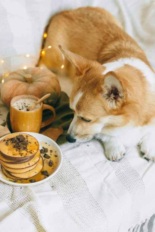 a dog laying on top of a bed next to a plate of food, by Julia Pishtar, trending on pexels, pancakes, pumpkin, 15081959 21121991 01012000 4k, celebration of coffee products