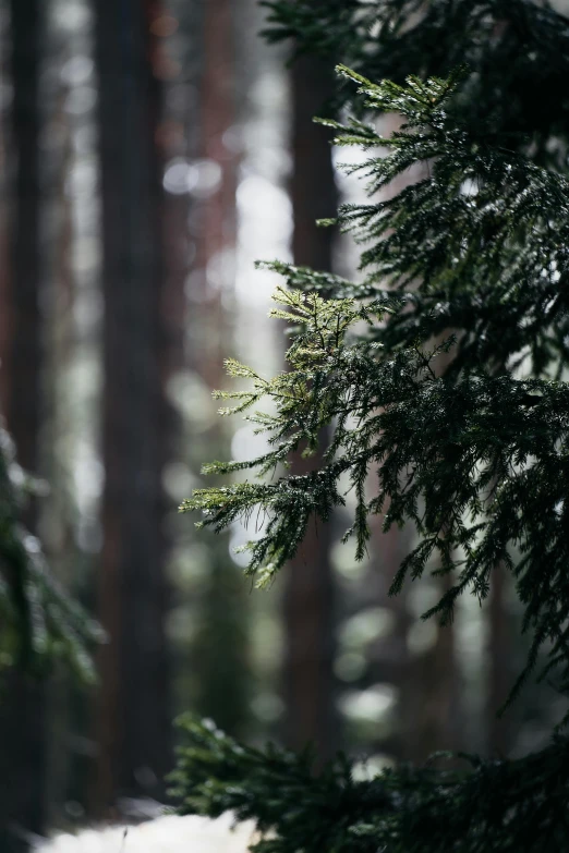 a close up of a pine tree in a forest, by Grytė Pintukaitė, unsplash, hurufiyya, in the rain in the early evening, in an arctic forest, ((trees))