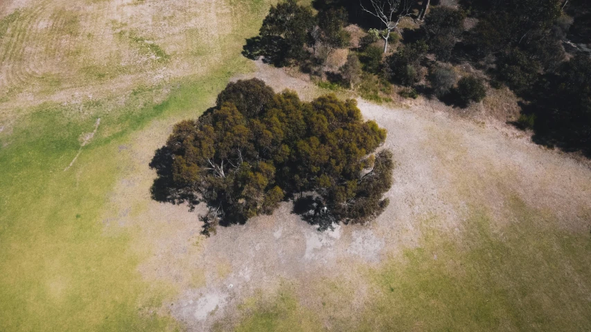 an aerial view of a tree in a field, sydney park, dry ground, campsites, liam brazier