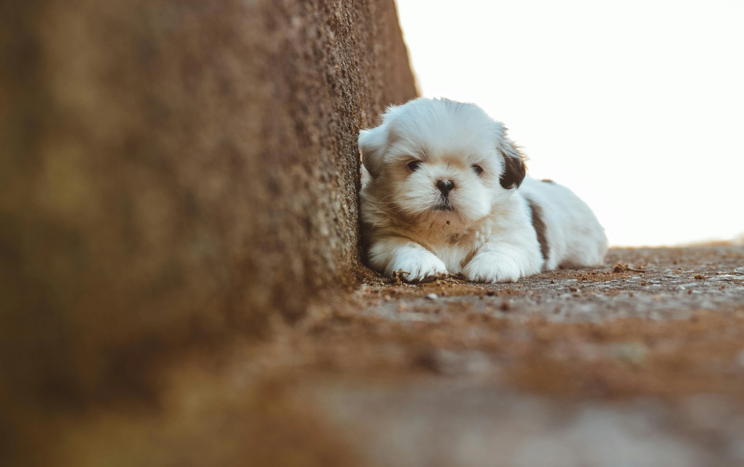 a small white and brown dog laying on the ground, unsplash, shot on sony a 7, shih tzu, cliffside, australian