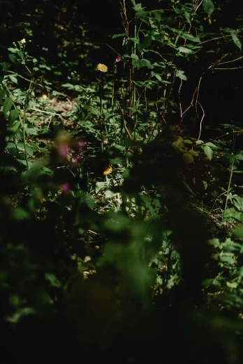 a fire hydrant sitting in the middle of a lush green forest, an album cover, unsplash, humanoids overgrown with flowers, in a cave. underexposed, shot on anamorphic lenses, wild foliage