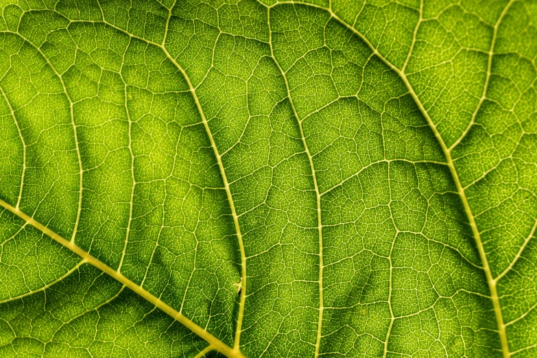 a close up view of a green leaf, by Jan Rustem, black veins, highresolution, panels, sycamore