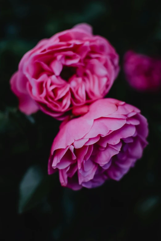 two pink flowers sitting next to each other, unsplash, ((pink)), dynamic closeup, old english, dark