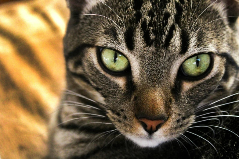 a close up of a cat with green eyes, by Joe Bowler, pexels contest winner, instagram photo, it\'s name is greeny, armored cat, concentration