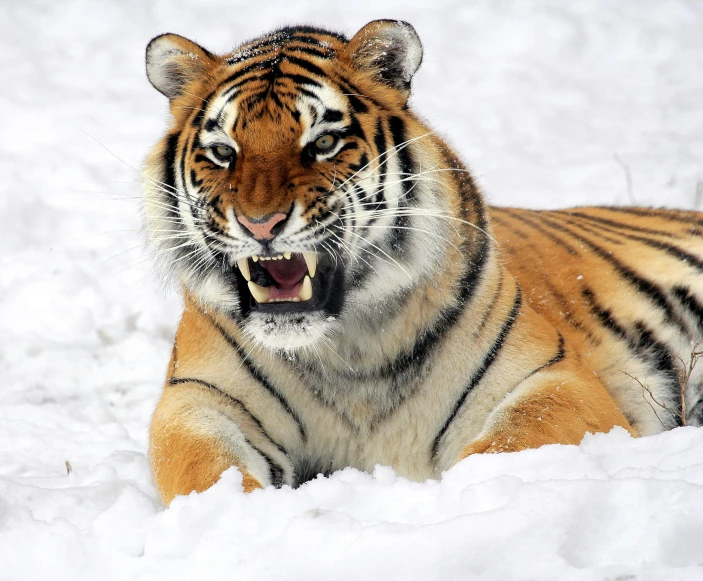 a tiger laying in the snow with its mouth open, pexels contest winner, multiple stories, islamic, derp, fighting