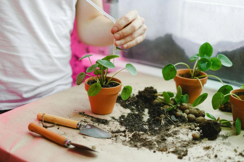 a table topped with potted plants and gardening utensils, by Julia Pishtar, pexels contest winner, process art, picking up a flower, vivarium, family friendly, eucalyptus