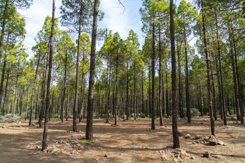 a forest filled with lots of pine trees, arrendajo in avila pinewood, high quality product image”, fan favorite, forest picnic