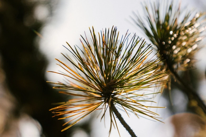 a close up of a branch of a pine tree, a macro photograph, by Carey Morris, unsplash, hurufiyya, cabbage trees, sun flairs, dried flowers, soft light - n 9