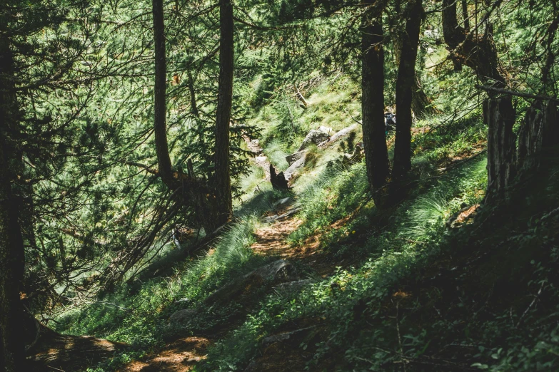 there is a bear that is walking in the woods, unsplash contest winner, solo hiking in mountains trees, dense with greenery, jovana rikalo, hiking trail