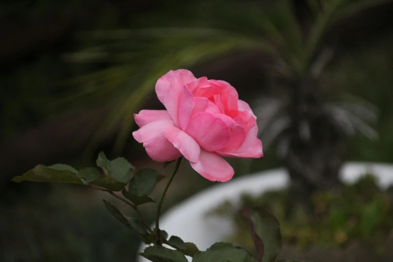 a close up of a pink rose in a pot, inspired by Barbara Nasmyth, unsplash, paul barson, angled shot, side - view, lush surroundings