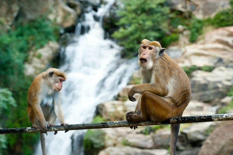 two monkeys sitting on a branch in front of a waterfall, pexels contest winner, hindu kovil scene, thumbnail, annoyed, 🦩🪐🐞👩🏻🦳