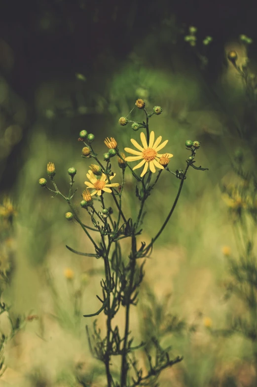 a bunch of yellow flowers sitting on top of a lush green field, inspired by Elsa Bleda, unsplash, sepia toned, tall thin, ari aster, made of wildflowers