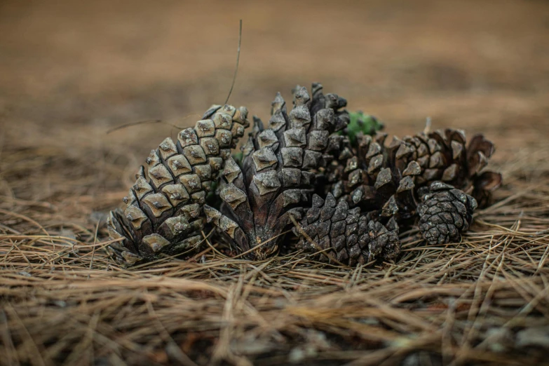 a pile of pine cones on the ground, by Jessie Algie, unsplash, land art, arid ecosystem, profile image, multiple stories, pod