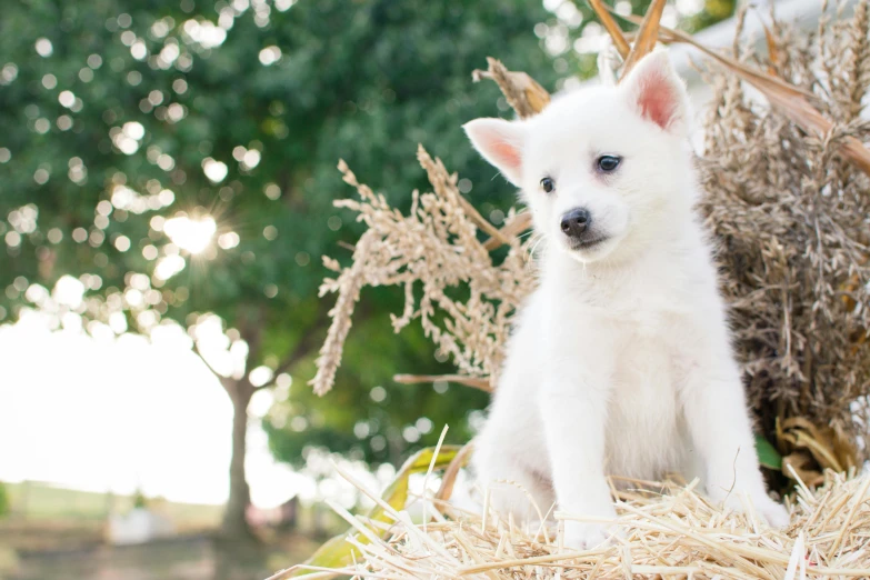 a white dog sitting on top of a pile of hay, by Niko Henrichon, trending on unsplash, miniature fox, avatar image, sitting on a tree, thawan duchanee