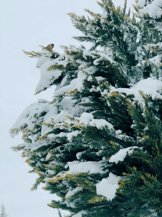 a bird perched on top of a tree covered in snow, profile image, evergreen branches, whistler, multiple stories