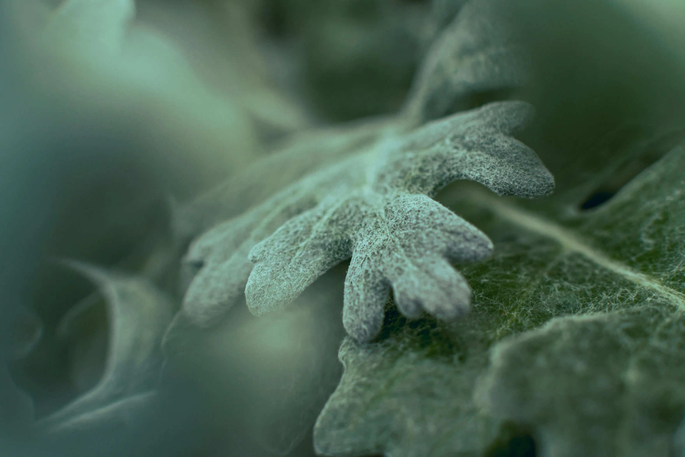 a close up of a leaf on a plant, inspired by Arthur Burdett Frost, trending on pexels, octane render. fog, verbena, real engine 5 cinematic, ready to eat