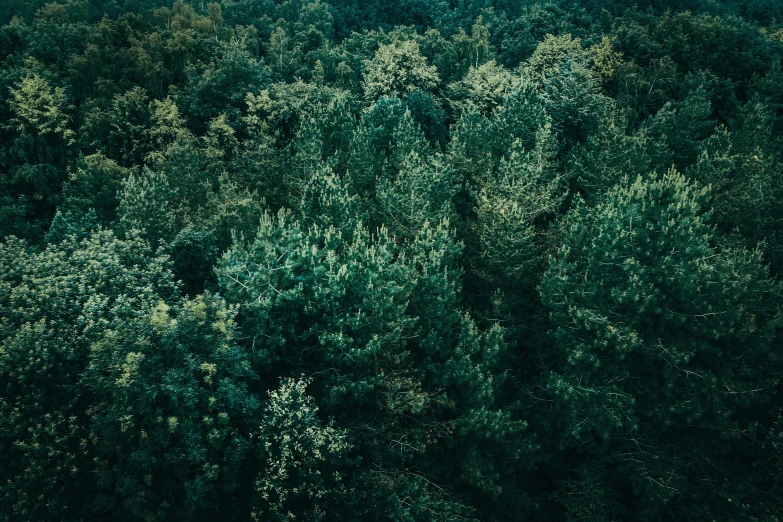 a forest filled with lots of green trees, an album cover, inspired by Elsa Bleda, unsplash contest winner, hurufiyya, high angle shot, no people 4k, instagram post, muted green