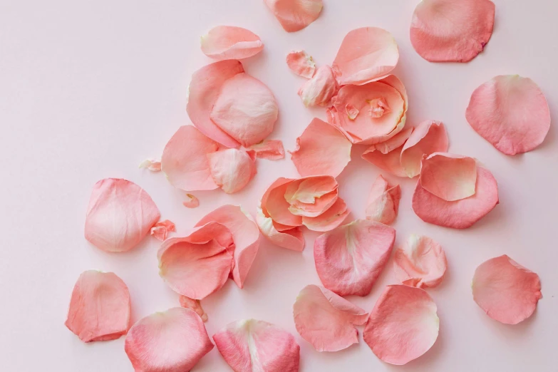 a pile of pink rose petals on a white surface, by Lucette Barker, trending on pexels, pink background, rosy cheeks, ((pink)), detaild