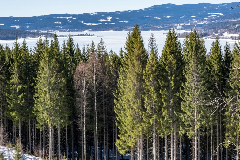 a group of people riding skis down a snow covered slope, by Veikko Törmänen, pexels contest winner, hurufiyya, trees growing on its body, panorama distant view, view from the lake, a wooden